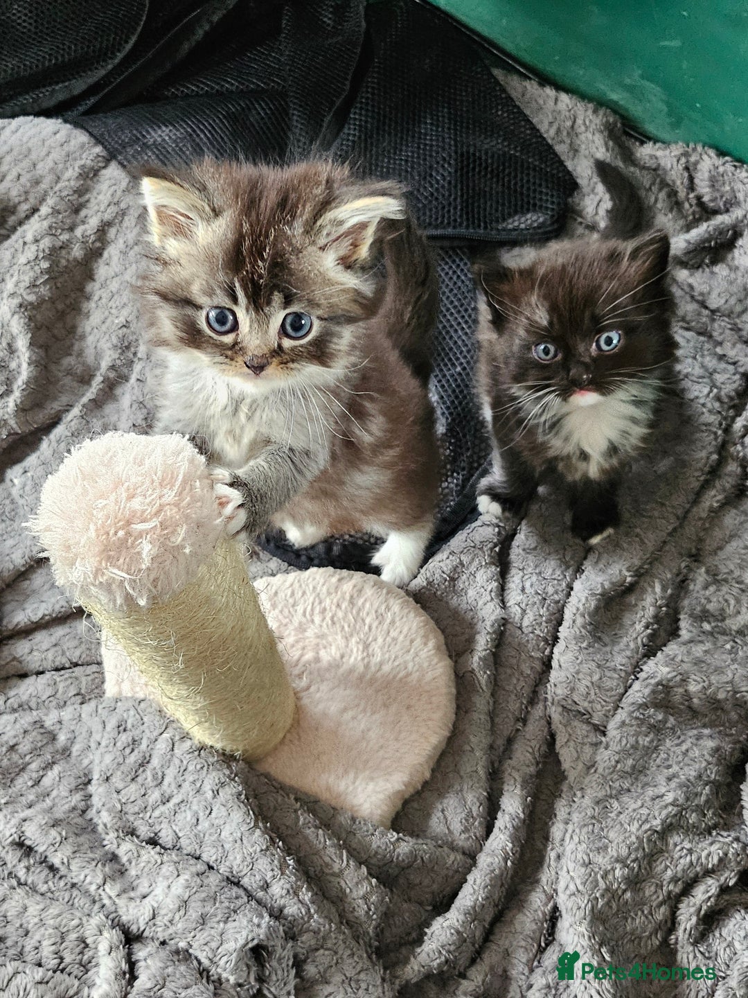 Mixed Breed cats for sale: Ragdoll x scottish fold kittens. Long haired - Image 4