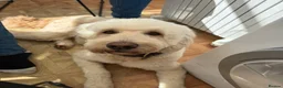 Double Doodle dogs for sale: Standard Double Doodle Puppies Due November🤎🐾 - Advert 3
