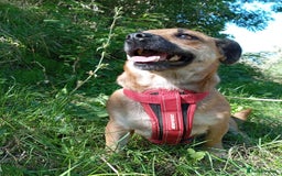 Mixed Breed dogs for adoption: 💖🐶 BONNY 🐶💖 - Image 16