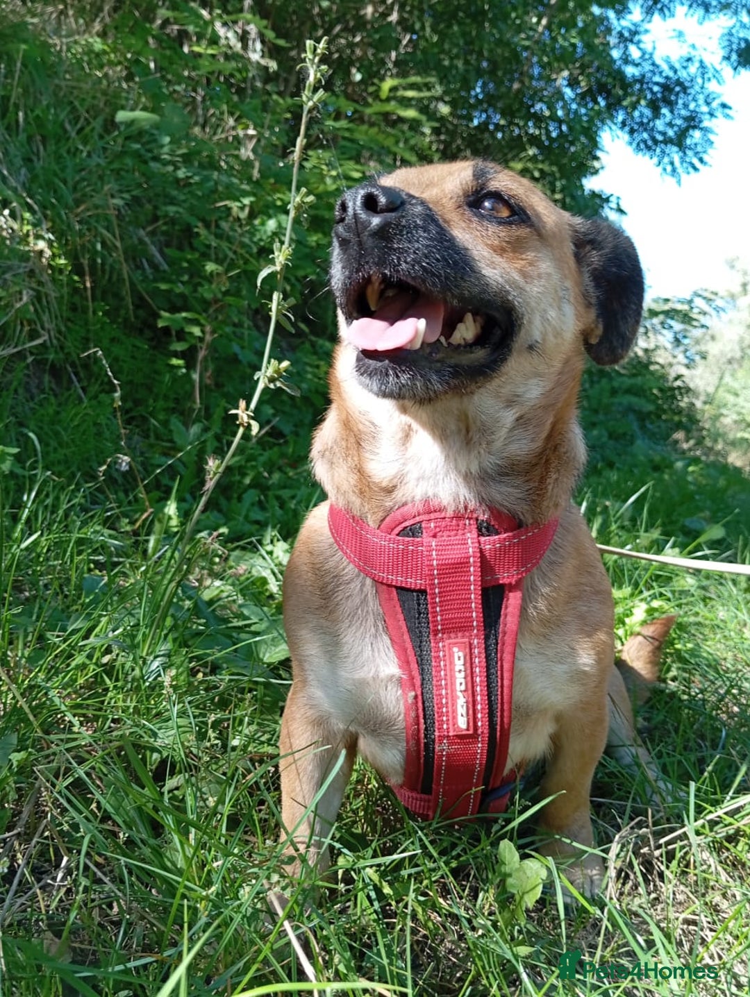 Mixed Breed dogs for adoption: 💖🐶 BONNY 🐶💖 - Image 16