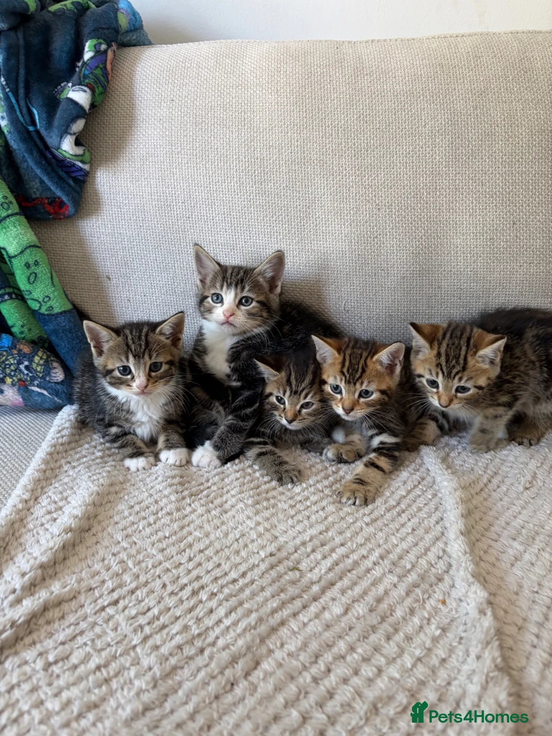Mixed Breed cats for sale: RAGDOLL X BENGAL MIX  - Advert 1