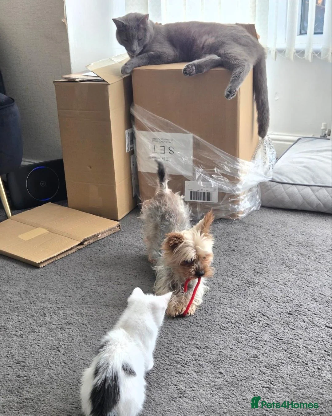 Mixed Breed cats for sale: 8 weeks old female kitten  - Advert 1
