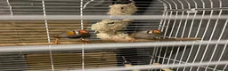 Finches birds for sale: Zebra finches - Advert 3