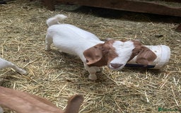 Goats livestock for sale: Boer Kids - This year   - Image 7