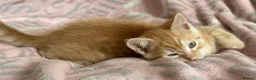 Maine Coon cats for sale: Maine Coon Cross Kittens - Advert 11