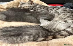 British Shorthair cats for sale: GORGEOUS BSH KITTENS in Oldham - Image 28