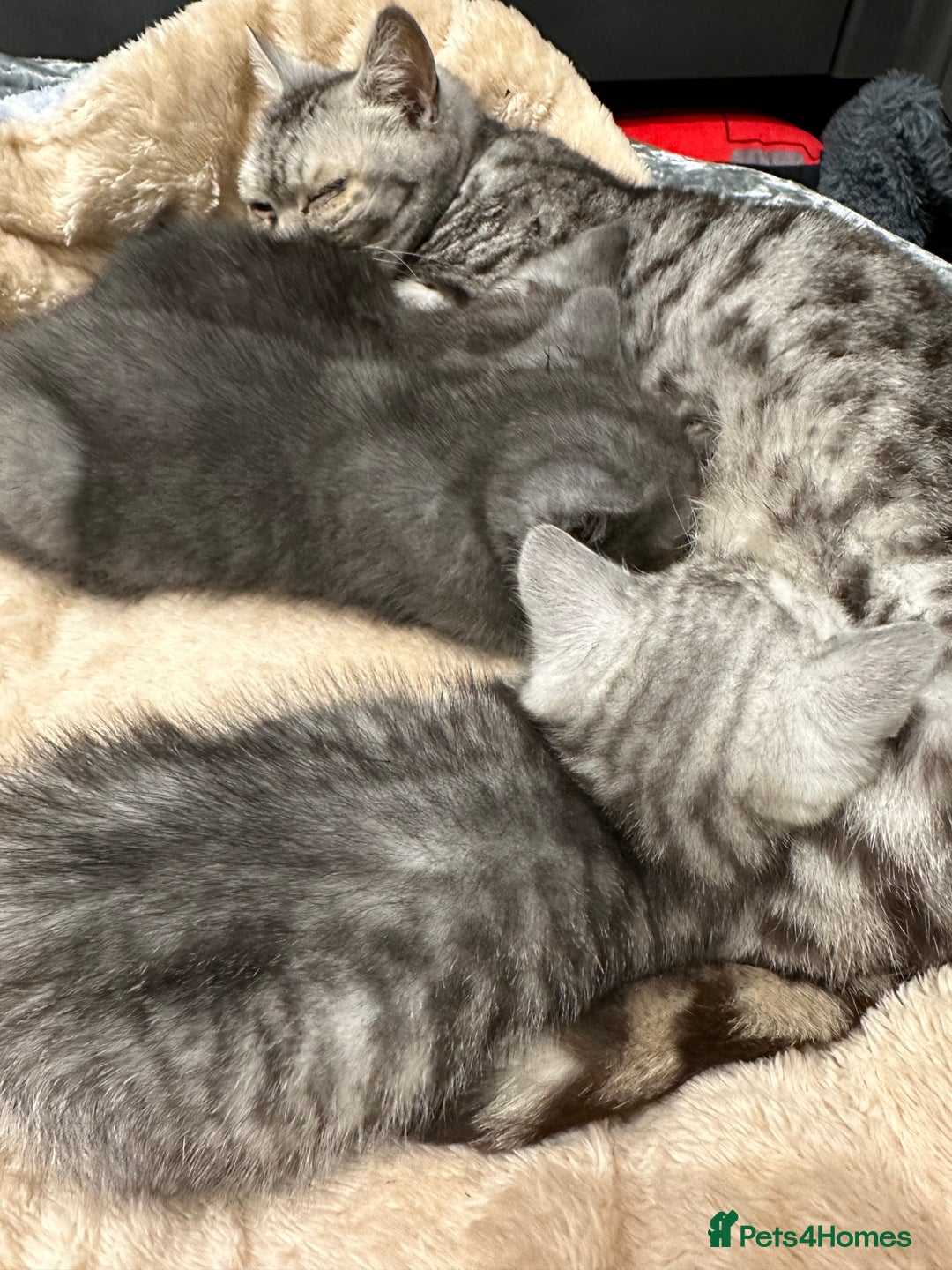 British Shorthair cats for sale: GORGEOUS BSH KITTENS in Oldham - Image 28