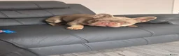 French Bulldog dogs for sale: French bulldog  - Advert 2