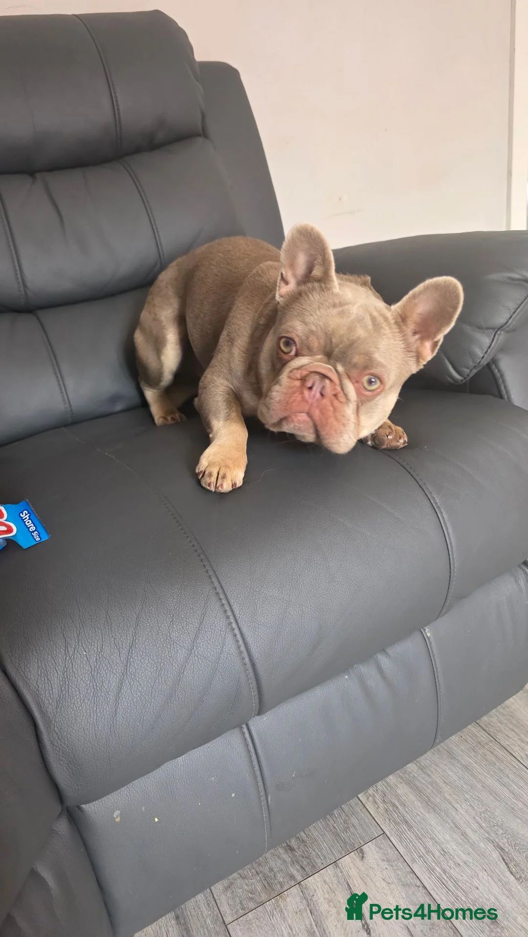 French Bulldog dogs for sale: French bulldog  - Advert 2