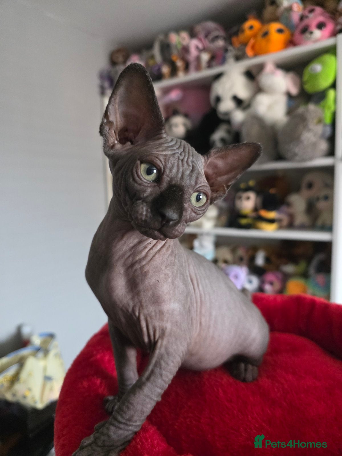 Sphynx cats FIFe registered Black stunning kittens - Advert 12