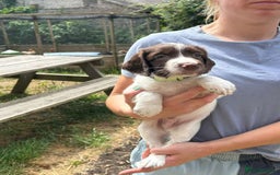 English Springer Spaniel dogs for sale: Kc Reg English Springer spaniel boys in Dorchester - Image 28