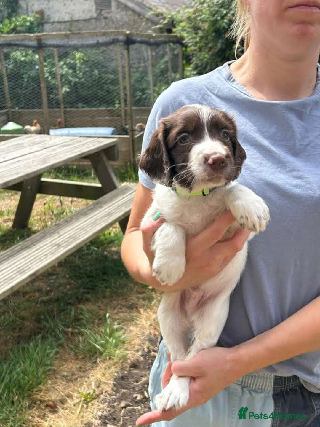 English Springer Spaniel dogs for sale: Kc Reg English Springer spaniel boys in Dorchester - Image 28