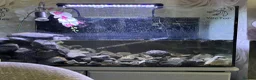 Turtle reptiles for sale: 2 turtles with tank - Advert 1
