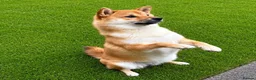 Japanese Shiba Inu dogs for sale: 11 month old female Shiba Inu  - Advert 2