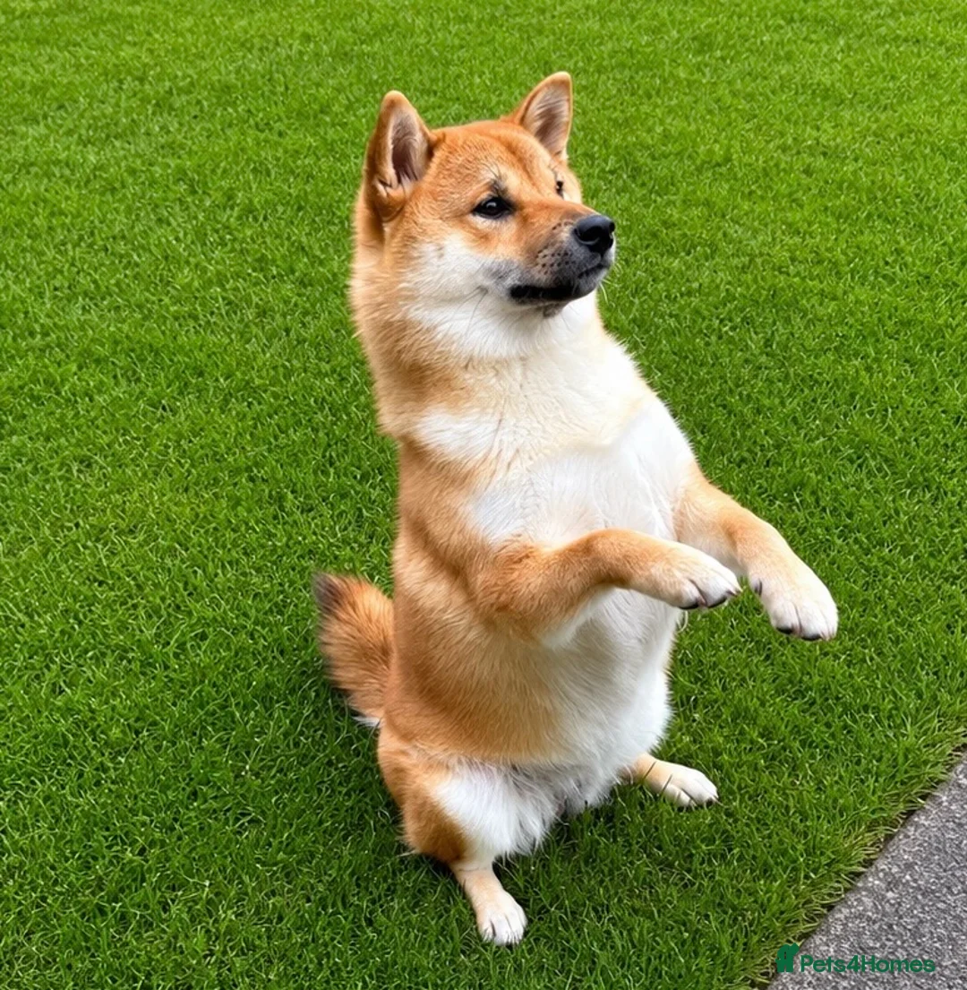 Japanese Shiba Inu dogs for sale: 11 month old female Shiba Inu  - Advert 2