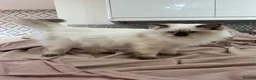 Ragdoll cats for sale: RAGDOLL BOY colour point chocolate pedigree in Birkenhead - Advert 2