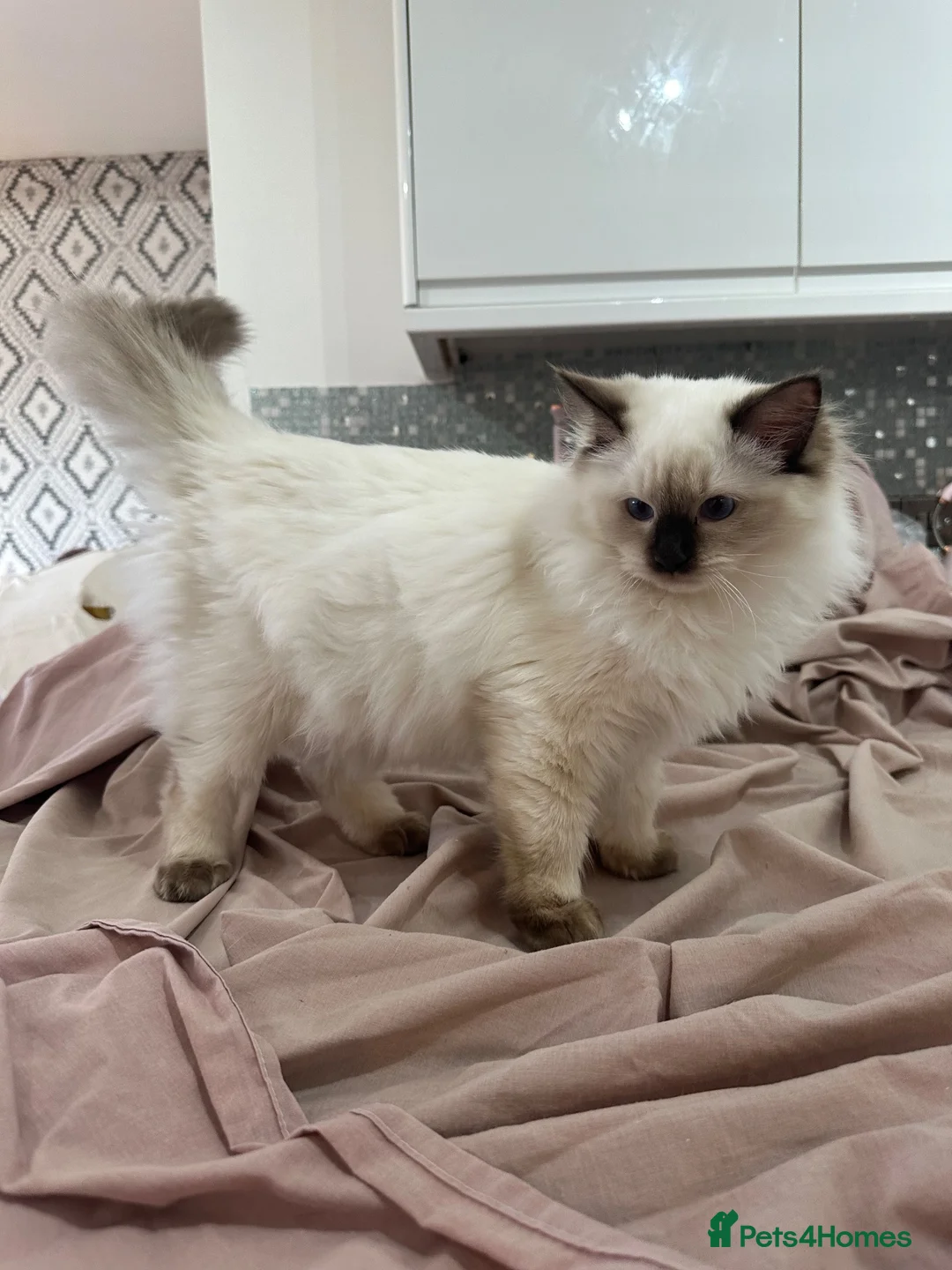 Ragdoll cats for sale: RAGDOLL BOY colour point chocolate pedigree in Birkenhead - Advert 2