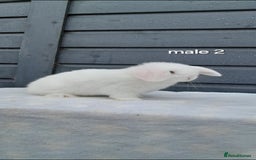 Mini Lop rabbits for sale: Purebred mini lop rabbits  - Advert 4