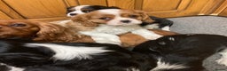 Cavalier King Charles Spaniel dogs for sale: Super tri/blenheim KC pups - health tested parents - Advert 7