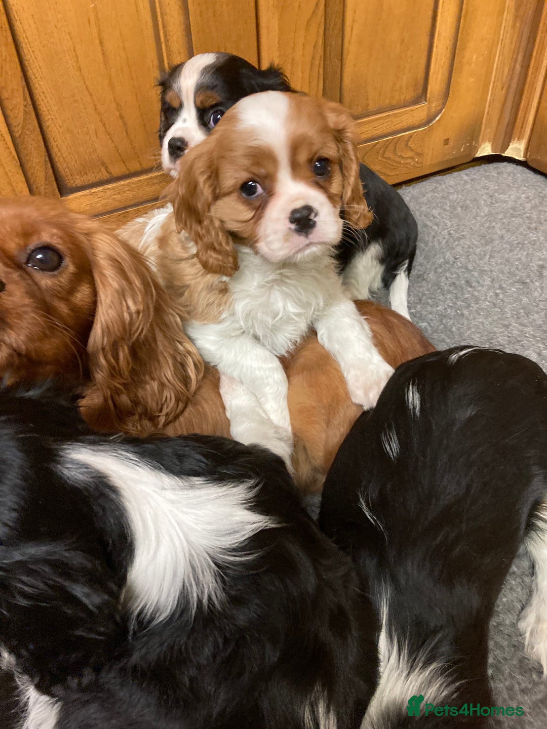 Cavalier King Charles Spaniel dogs for sale: Super tri/blenheim KC pups - health tested parents - Advert 7