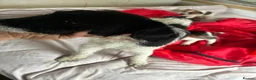 Jack Russell dogs for sale: Outstanding Jackrussle pups  in Caerphilly - Advert 3