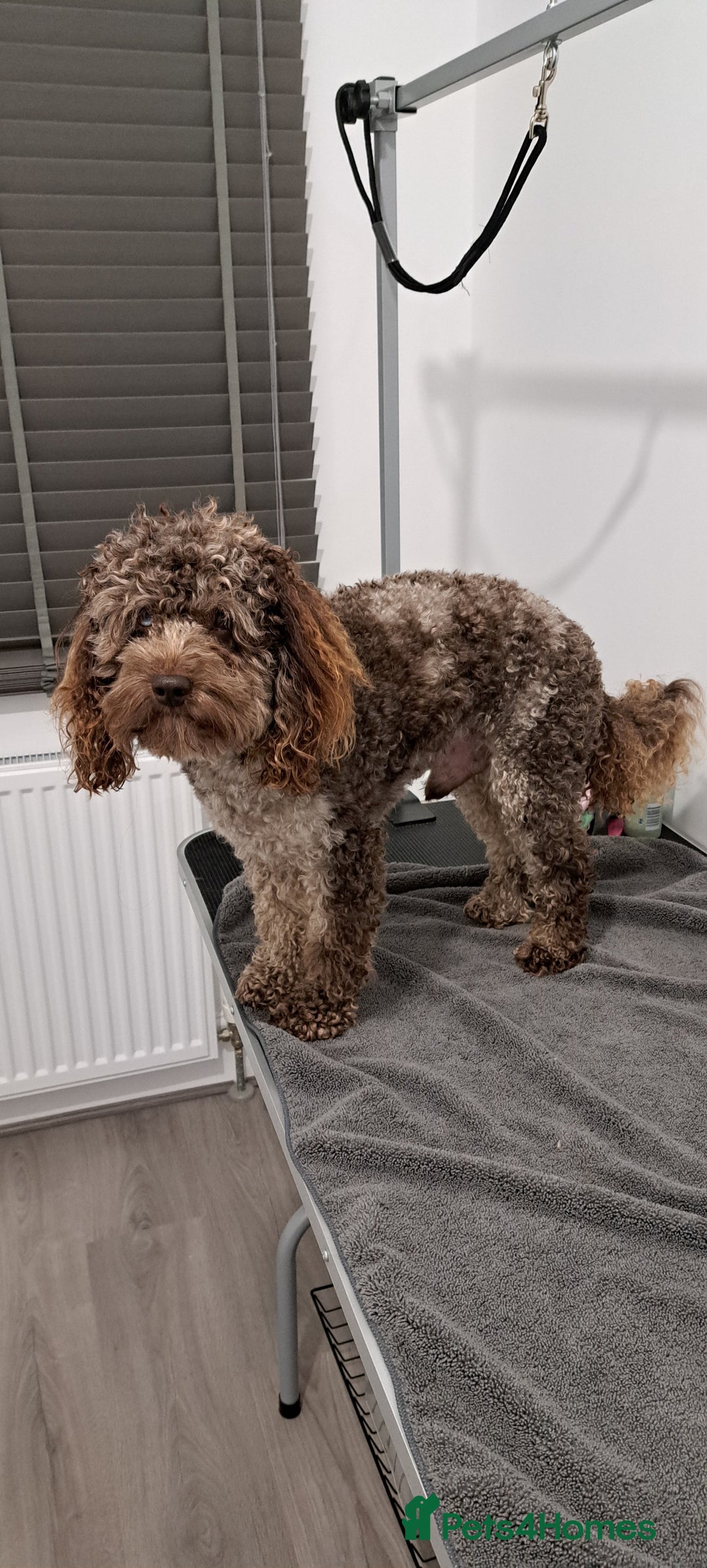 Cockapoo dogs for stud: Cockapoo for stud merle DNA health tested, proven  in Bristol - Advert 6