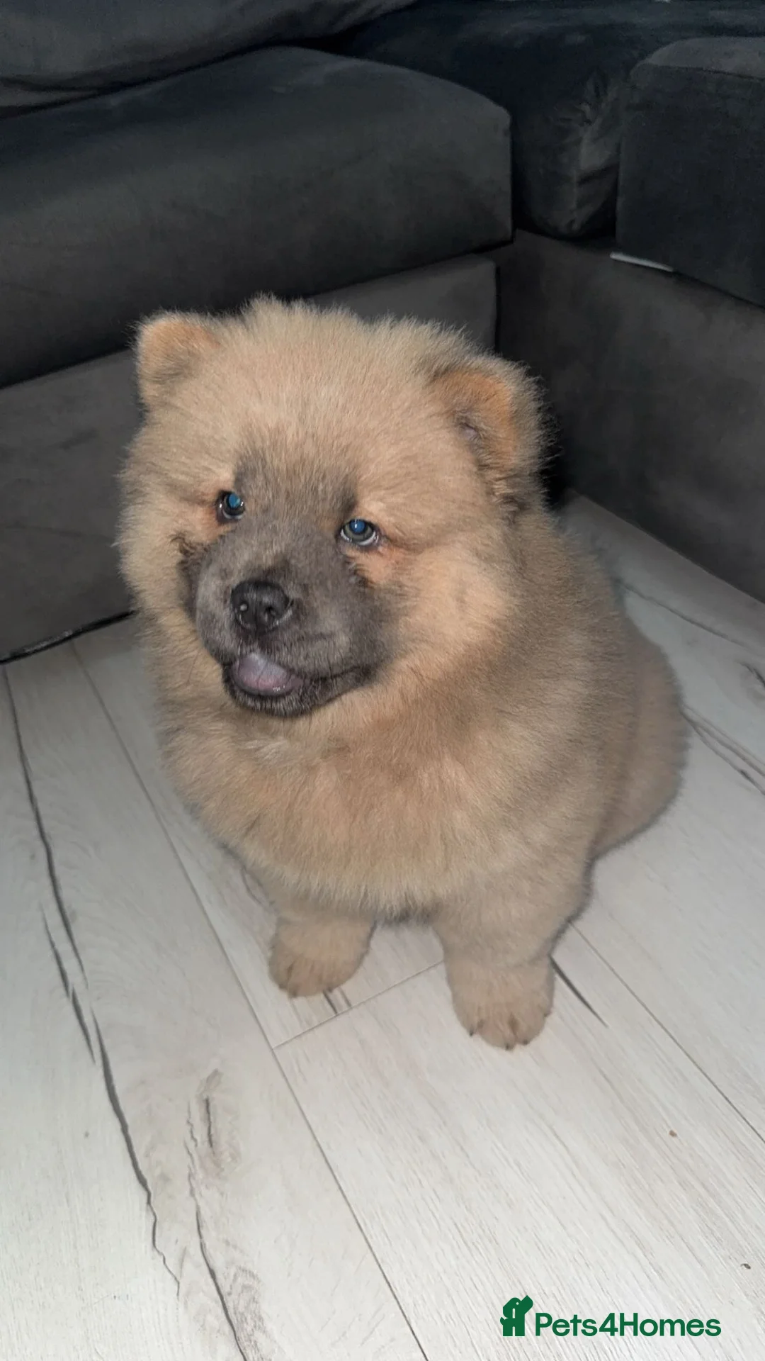 Chow Chow dogs for sale: Female chow chow in Rochester - Advert 2