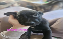 Mixed Breed dogs for sale: 3 puppies left. We have 2 girls and a boy  - Image 5
