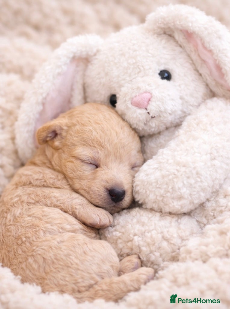 Cockapoo dogs F1BB Cockapoo Puppies Blue Merle, Apricot & Black - Advert 1