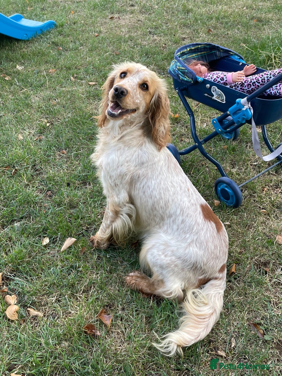 Cockapoo dogs for sale: F1 Cockapoo’s Fully DNA hereditary clear - Advert 10