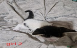 Mixed Breed cats for sale: Georgous playfull kittens  - Image 2