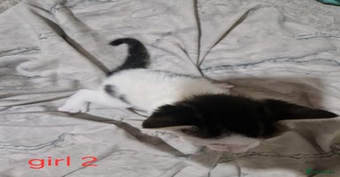 Mixed Breed cats - Advert 4