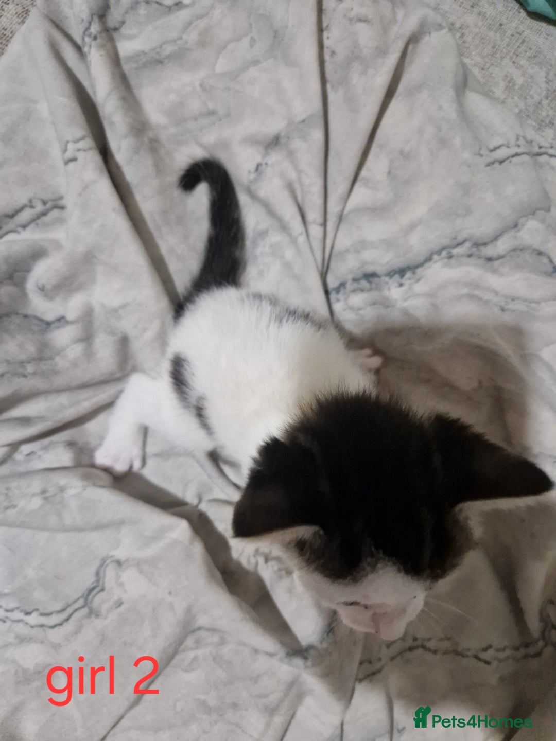 Mixed Breed cats for sale: Georgous playfull kittens  - Image 2