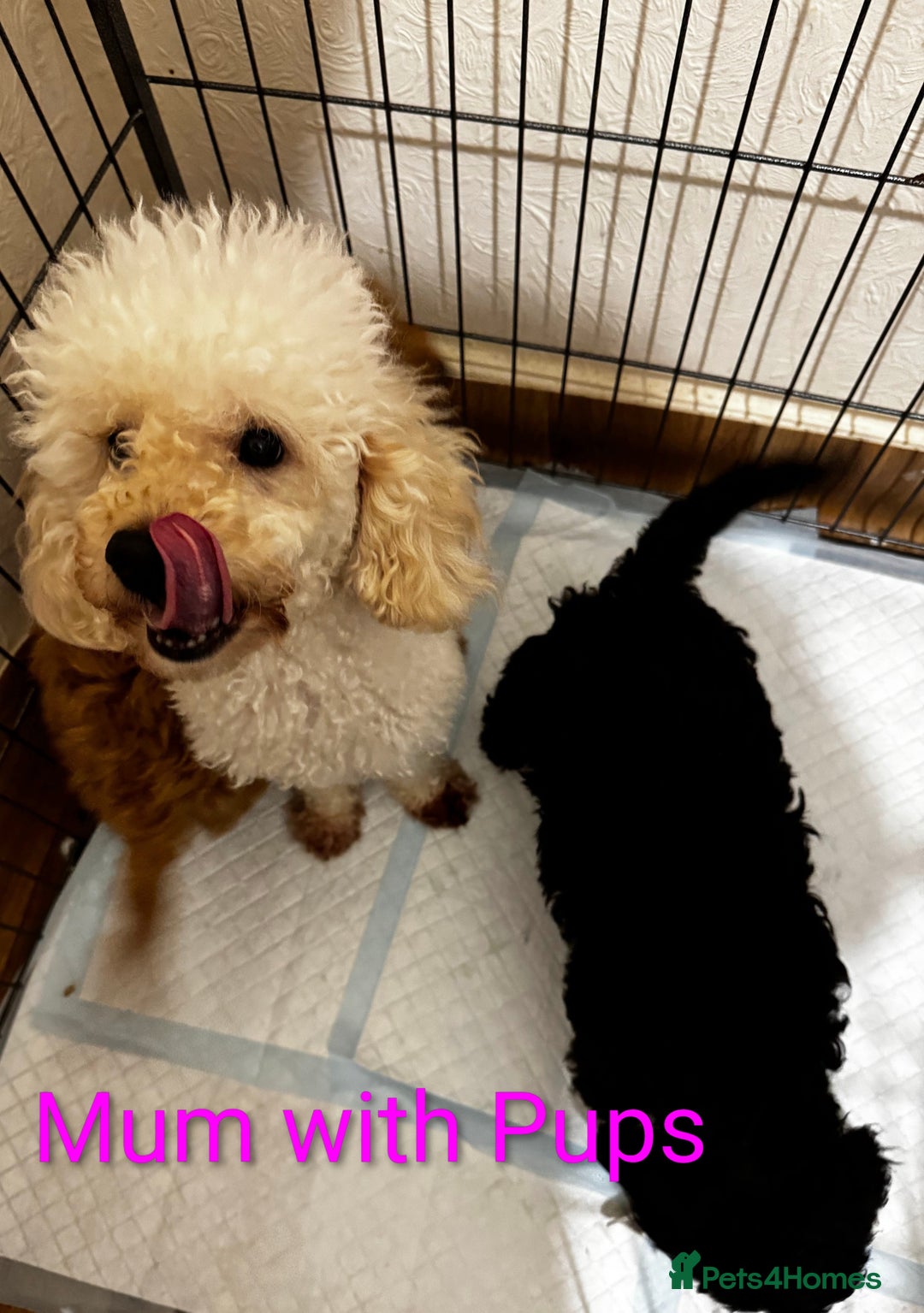 Toy Poodle dogs for sale: Toy Poodle Puppies For Sale - Image 8