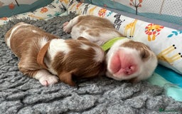 Cavalier King Charles Spaniel dogs for sale: Fully Health Tested Male CKCS Puppies - Image 20
