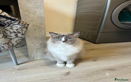 Ragdoll cats for sale: Two ragdoll females  - Image 2