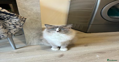 Ragdoll cats - Advert 5