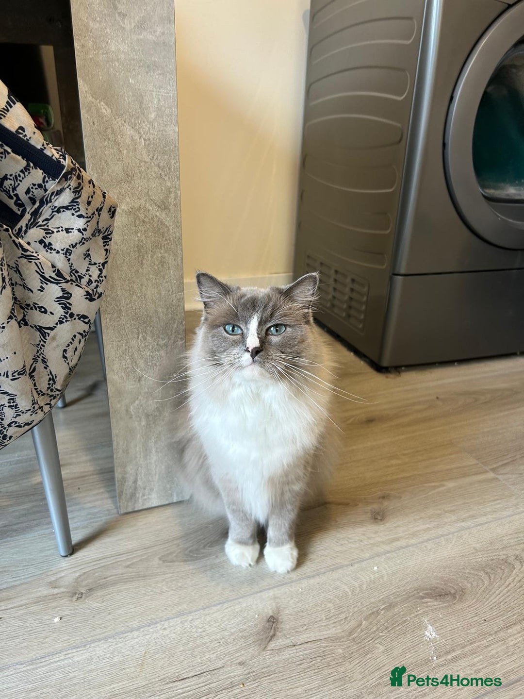 Ragdoll cats for sale: Two ragdoll females  - Image 2