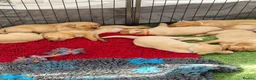 Labrador Retriever dogs for sale: Foxred labradors  in Royston - Advert 7