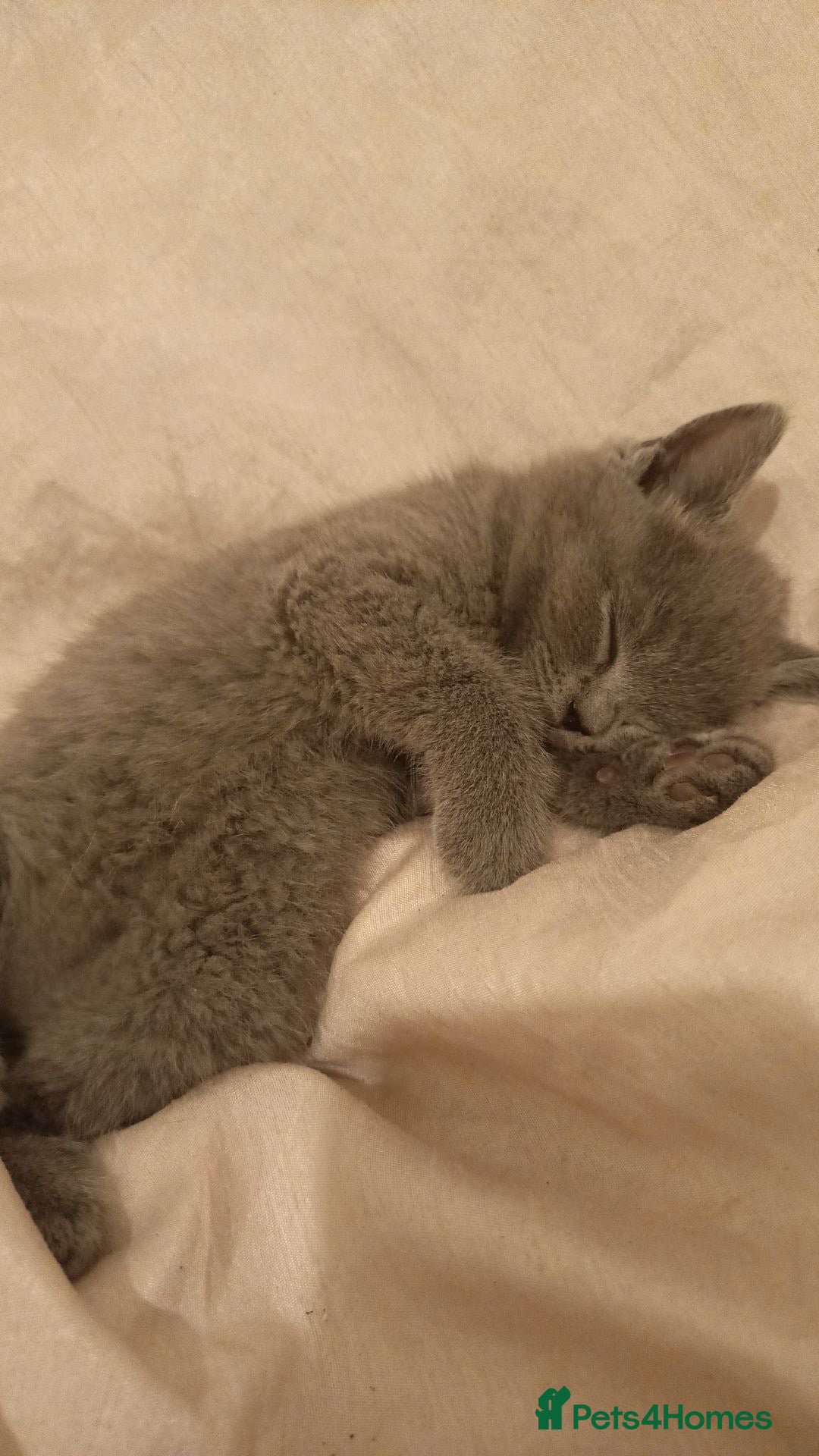 British Shorthair cats for sale: 4 beautiful British Shorthair kittens for sale - Image 7