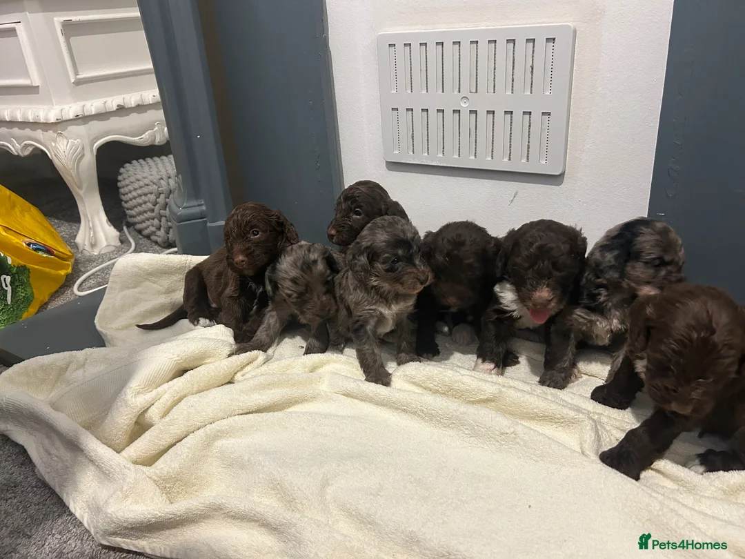 Cockapoo dogs for sale: F1 miniature cockerpoos  - Advert 2