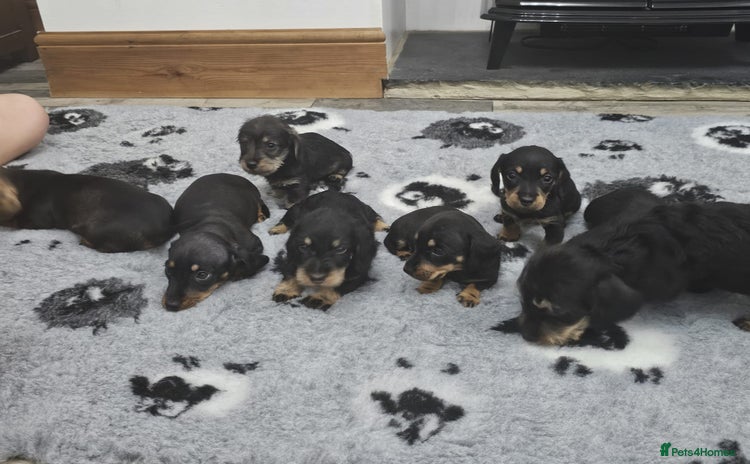 Dachshund dogs - Advert 11