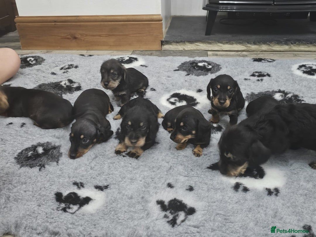Dachshund dogs for sale: Kc wirehaired daschund puppies  - Image 1