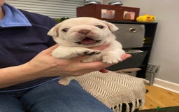 Pug dogs for sale: Pug Puppies - Image 6