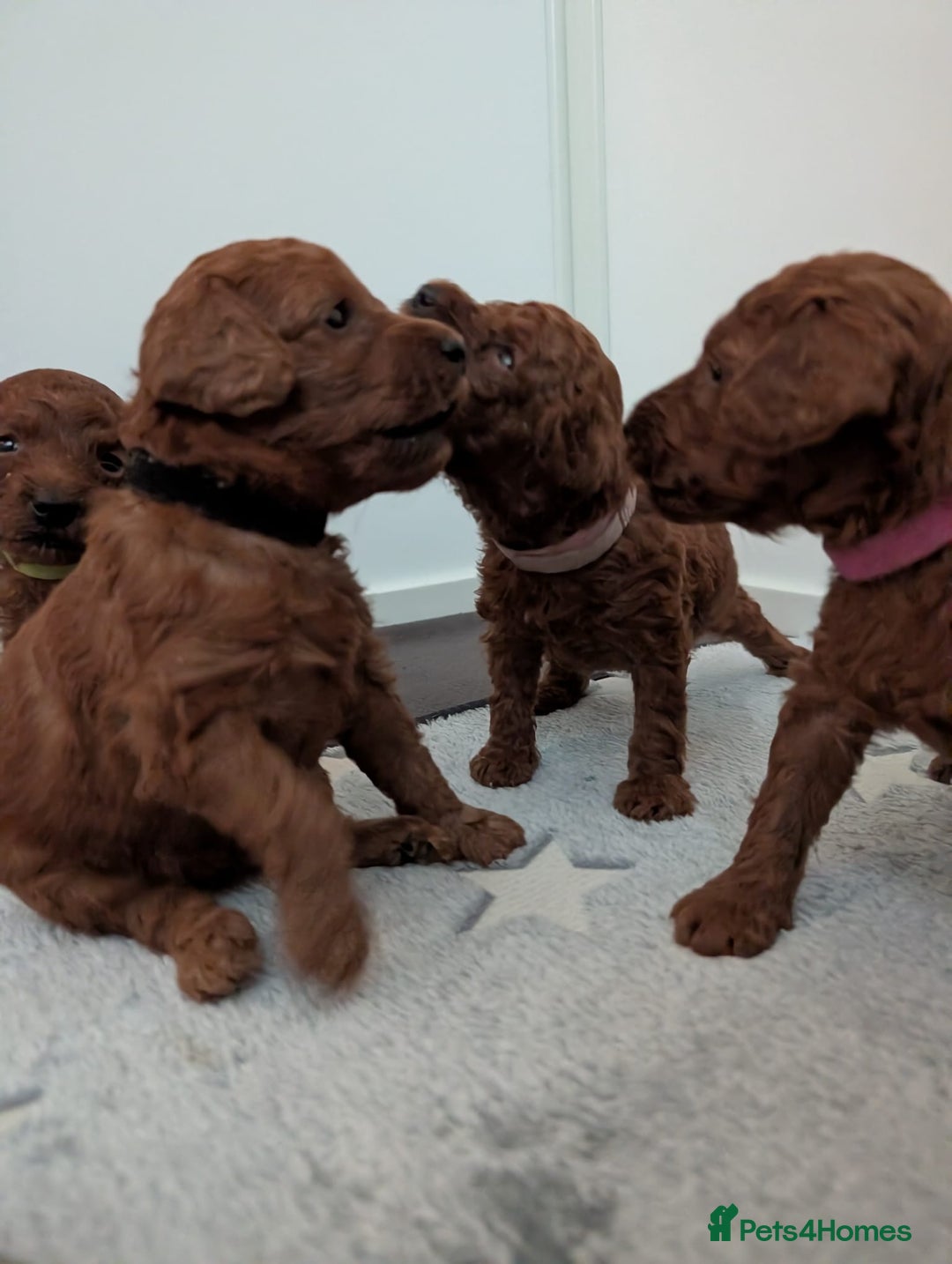 Miniature Poodle dogs for sale: Stunning red miniature poodle - Advert 10