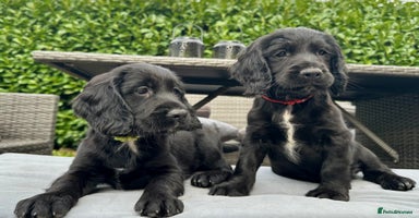 Mixed Breed dogs - Advert 8