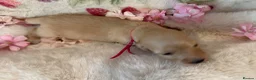 Miniature Dachshund dogs for sale: Cream long haired miniature dachshund puppies  - Advert 15