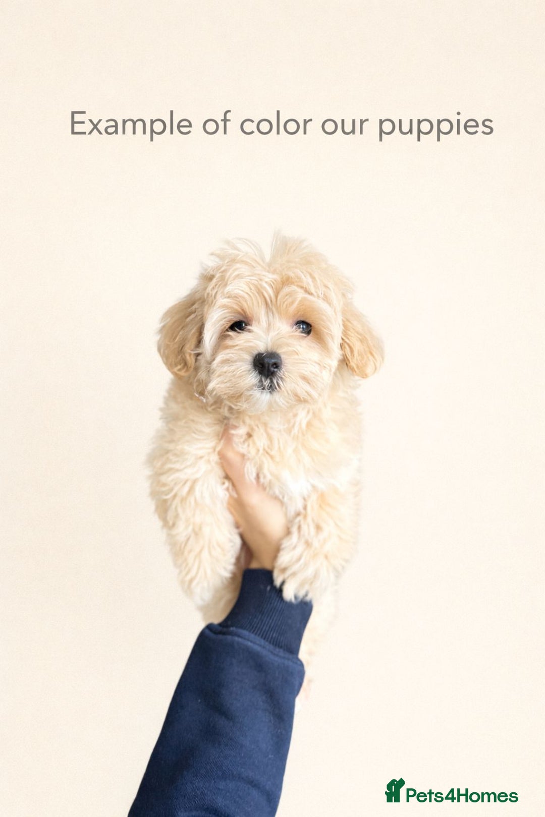 Maltipoo dogs for sale: True Mini Maltipoo F1 Puppies – Babyface Girls - Advert 12