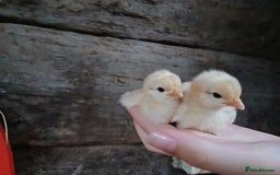 Chickens poultry for sale: Pecan phantom chicks - Image 1