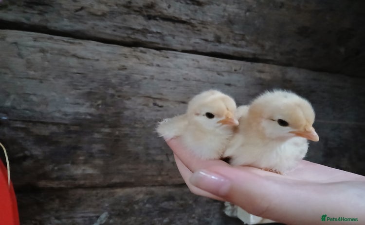 Chickens poultry - Advert 2